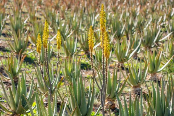 faux aloevera